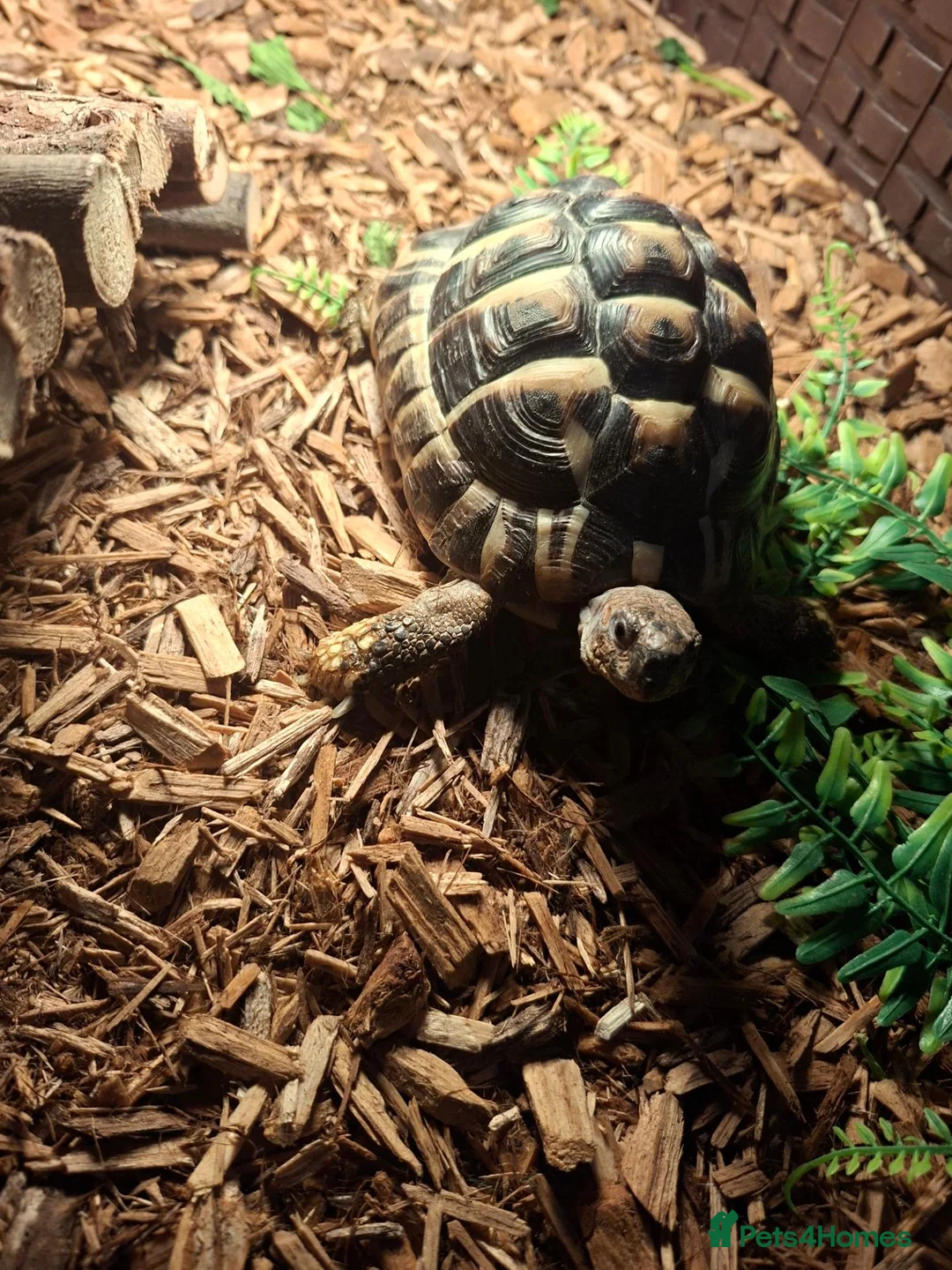 Tortoise reptiles for sale: Herman tortoise  in York - Advert 2