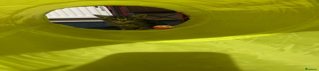 Mixed Breed Kitten 1