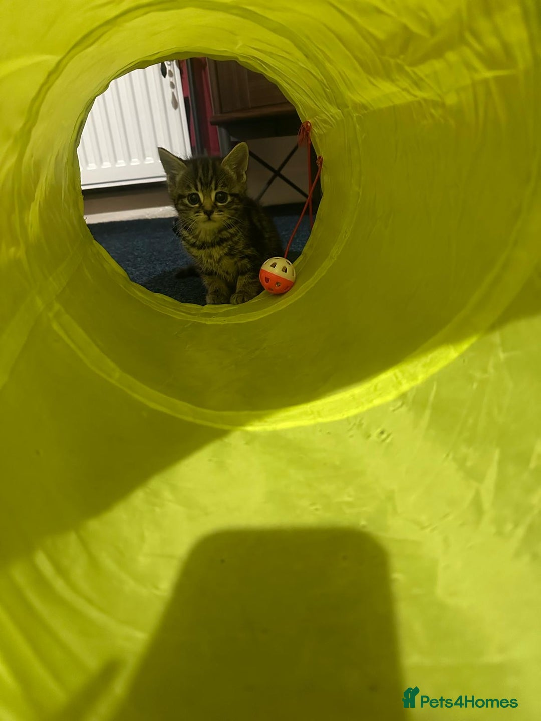 Mixed Breed cats for sale: 3 tabby cats ready in 2 weeks  - Image 7