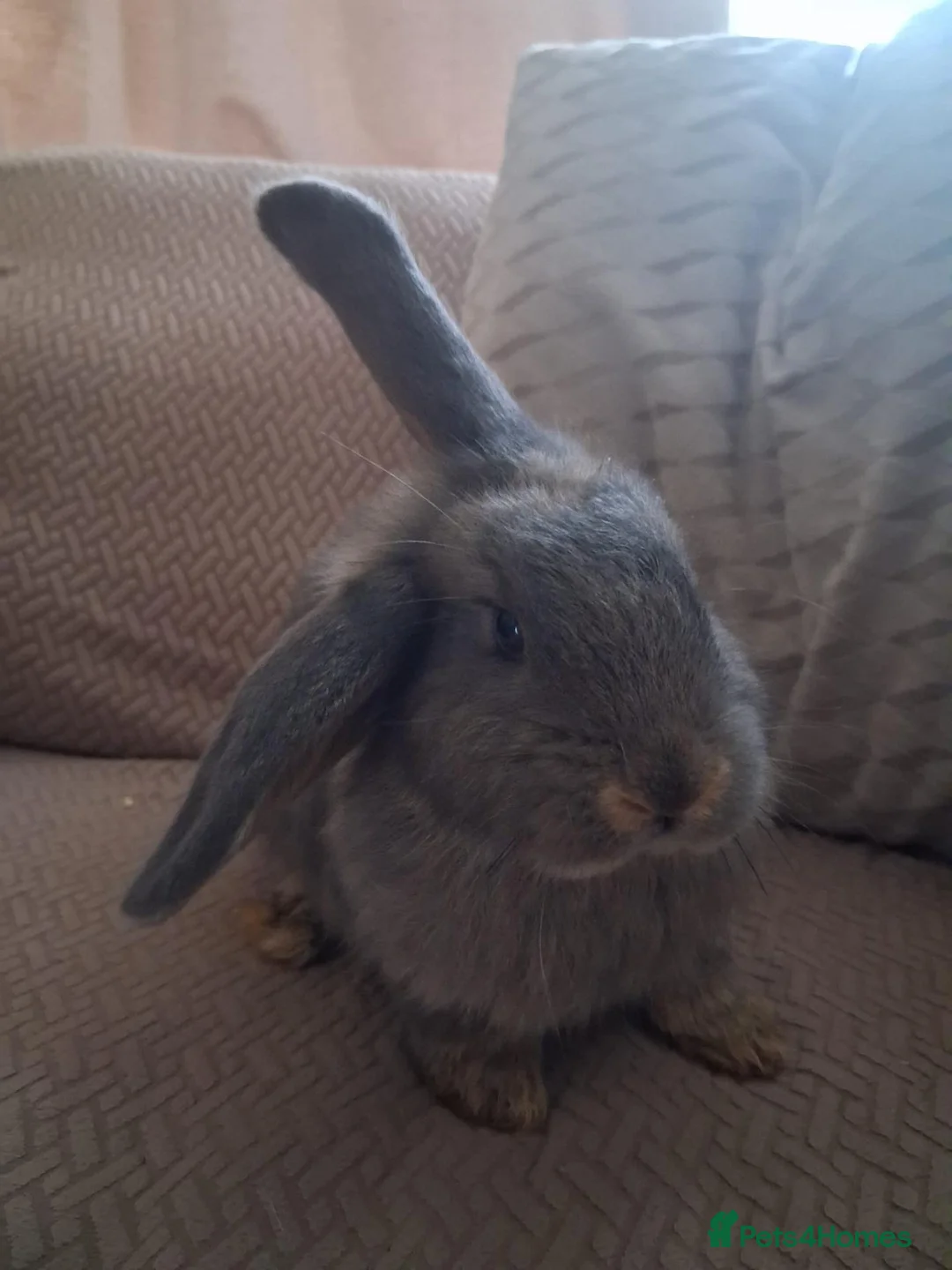 Mixed Breed rabbits for sale: Bunnies in Brighton - Advert 2