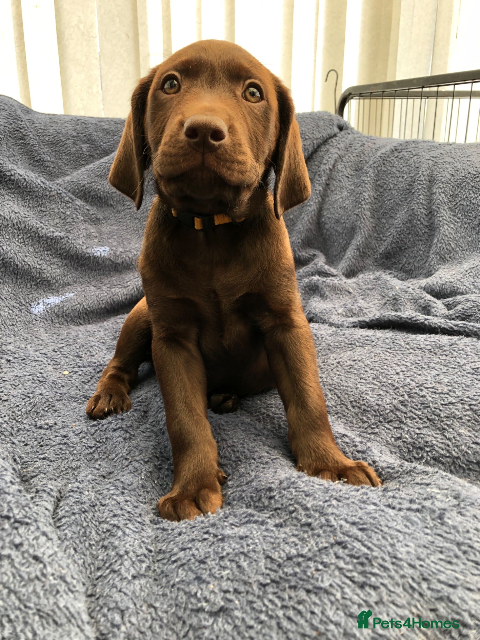 Labrador Retriever dogs READY NOW 1 Male Chocolate Labrador Puppy - Advert 1