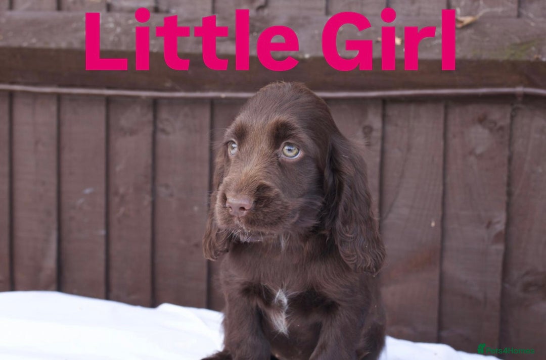 Cocker Spaniel dogs for sale: Exceptional litter of show type cocker spaniels - Image 7