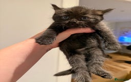British Shorthair cats for sale: 🐾Fluffy British Shorthair Mix Kittens 🐾 - Image 6