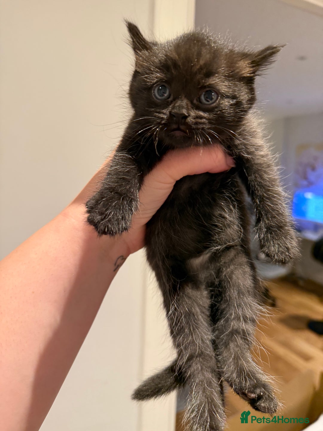 British Shorthair cats for sale: 🐾Fluffy British Shorthair Mix Kittens 🐾 - Image 6