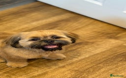 Shih Tzu dogs for stud: Rocco - Image 1