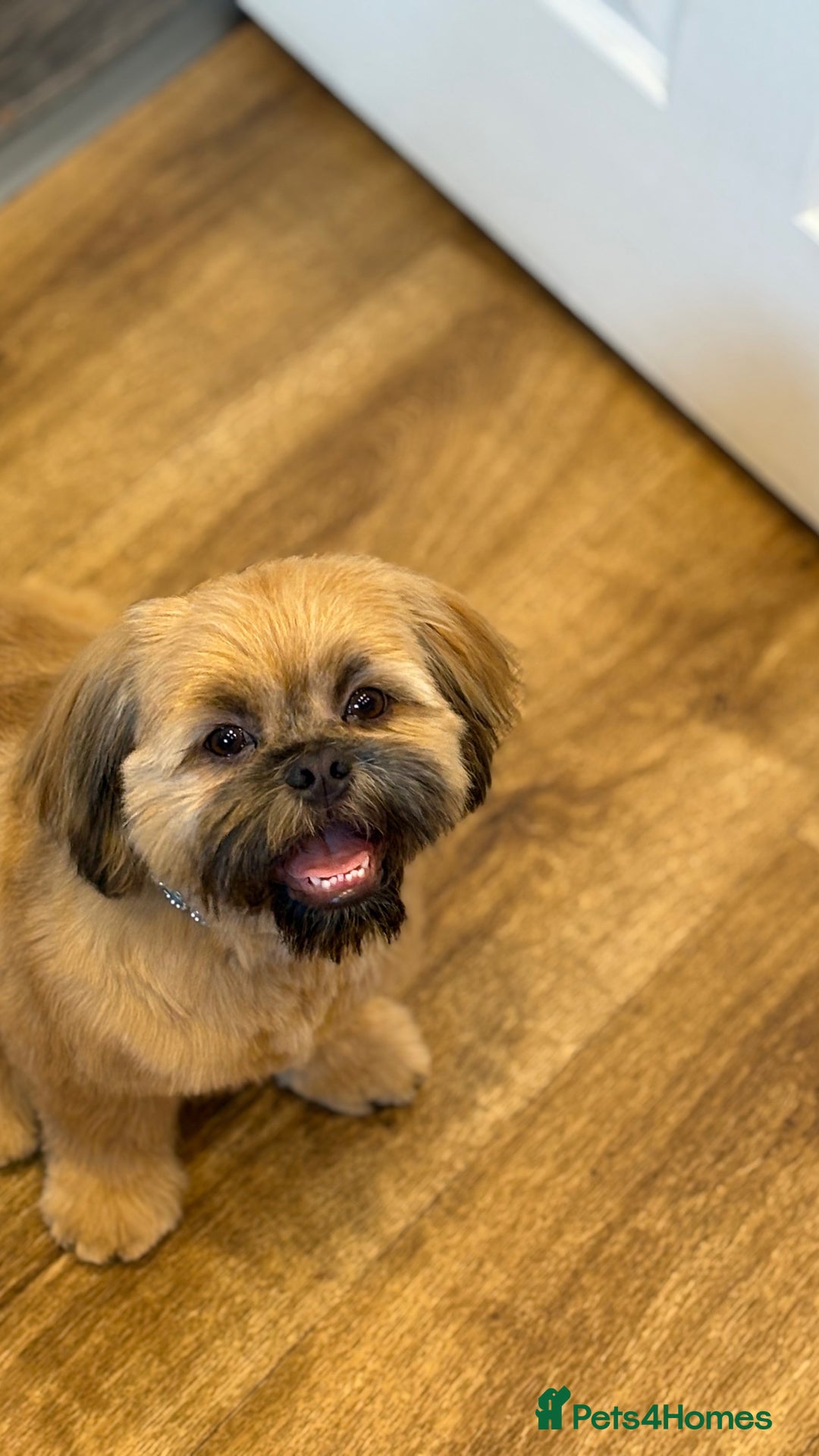Shih Tzu dogs for stud: Rocco - Image 1