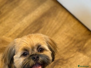 Shih Tzu dogs for stud - Advert 1