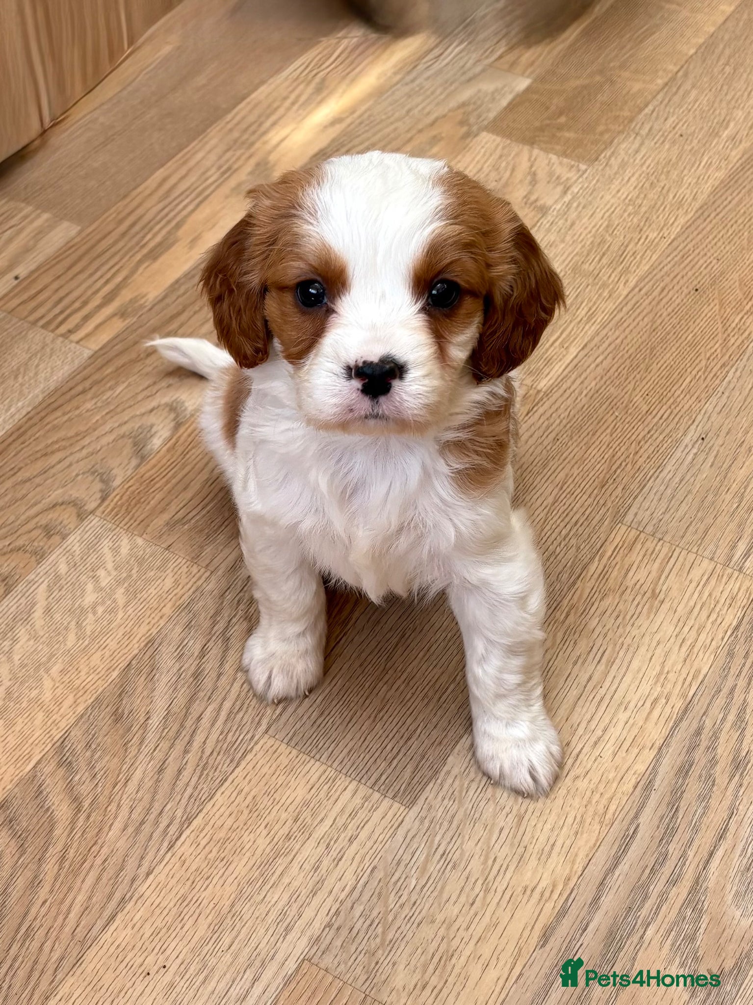 Cavapoo dogs F1b Cavapoo pupppies… - Advert 1