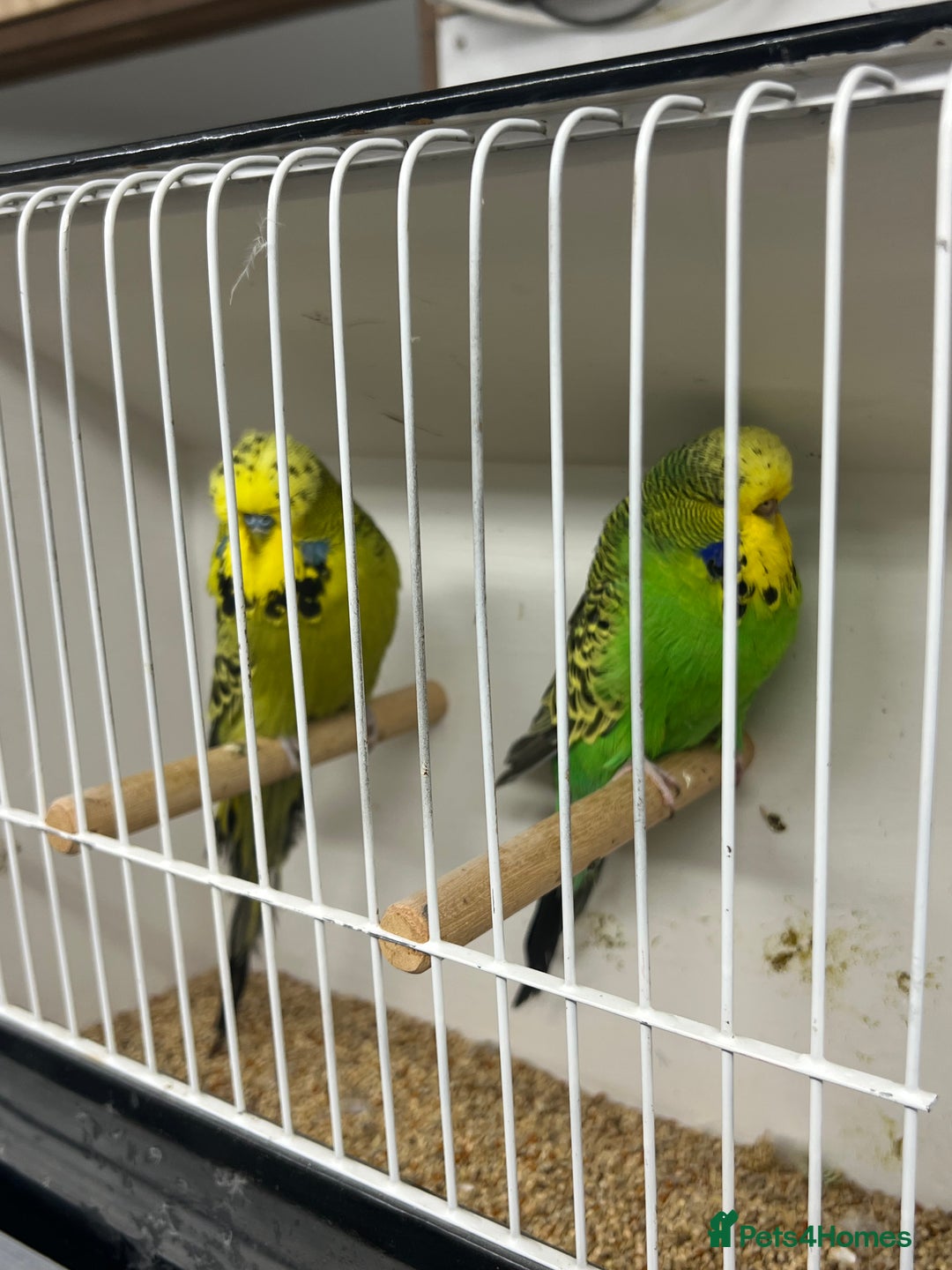 Budgerigars birds for sale: Selection of budgies available  - Advert 17