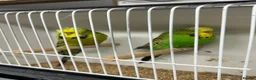 Budgerigars birds for sale: Selection of budgies available  - Advert 17
