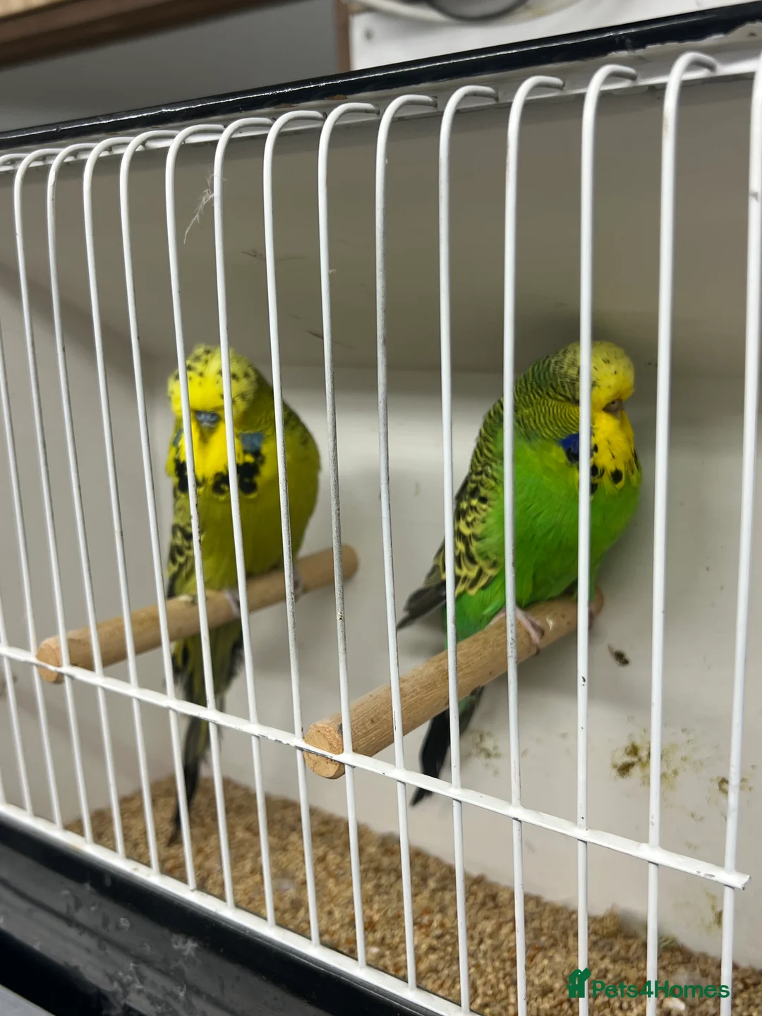 Budgerigars birds for sale: Selection of budgies available  - Advert 17