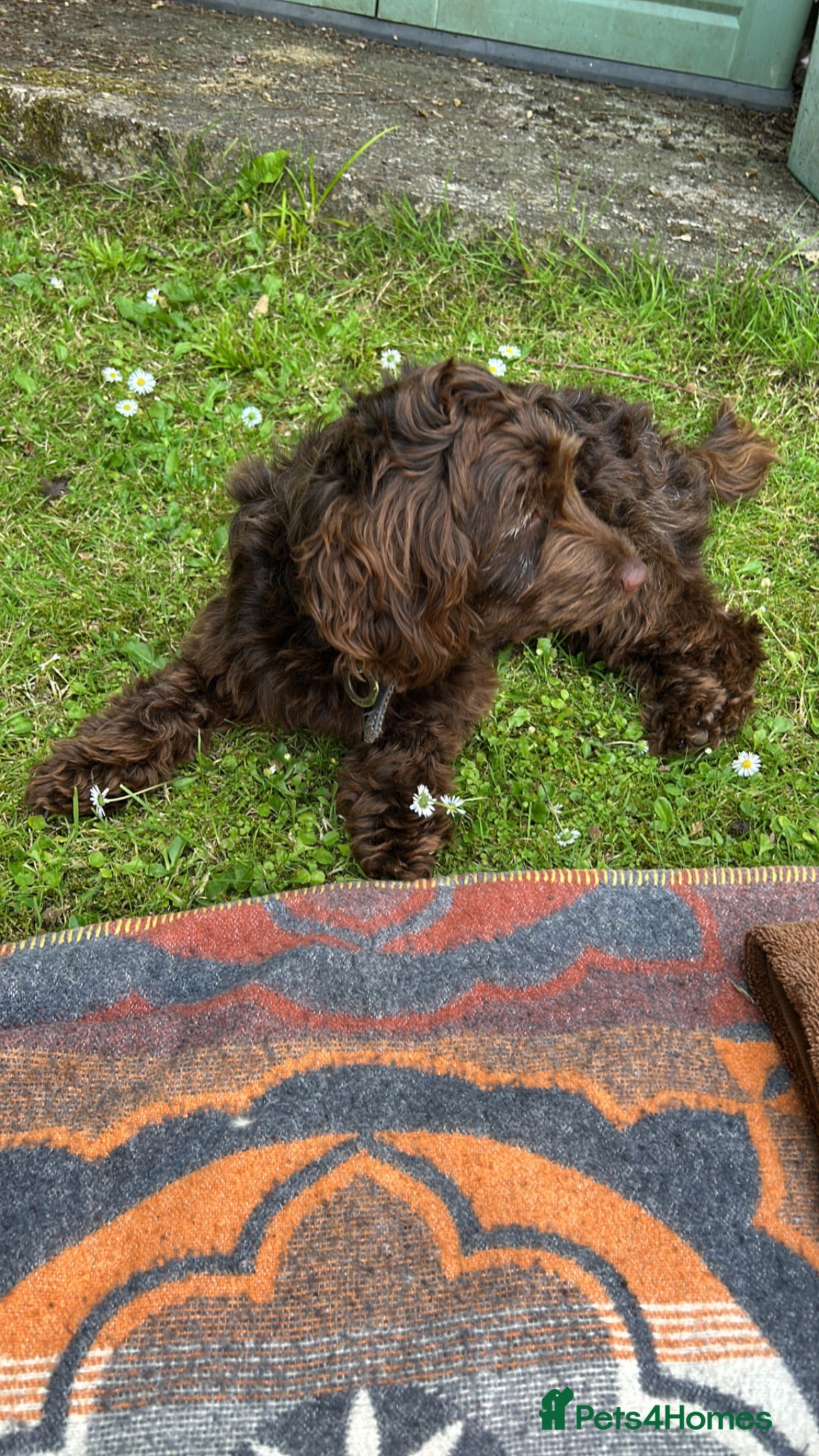 Cockapoo dogs 13 month old Cockapoo Female - Advert 1