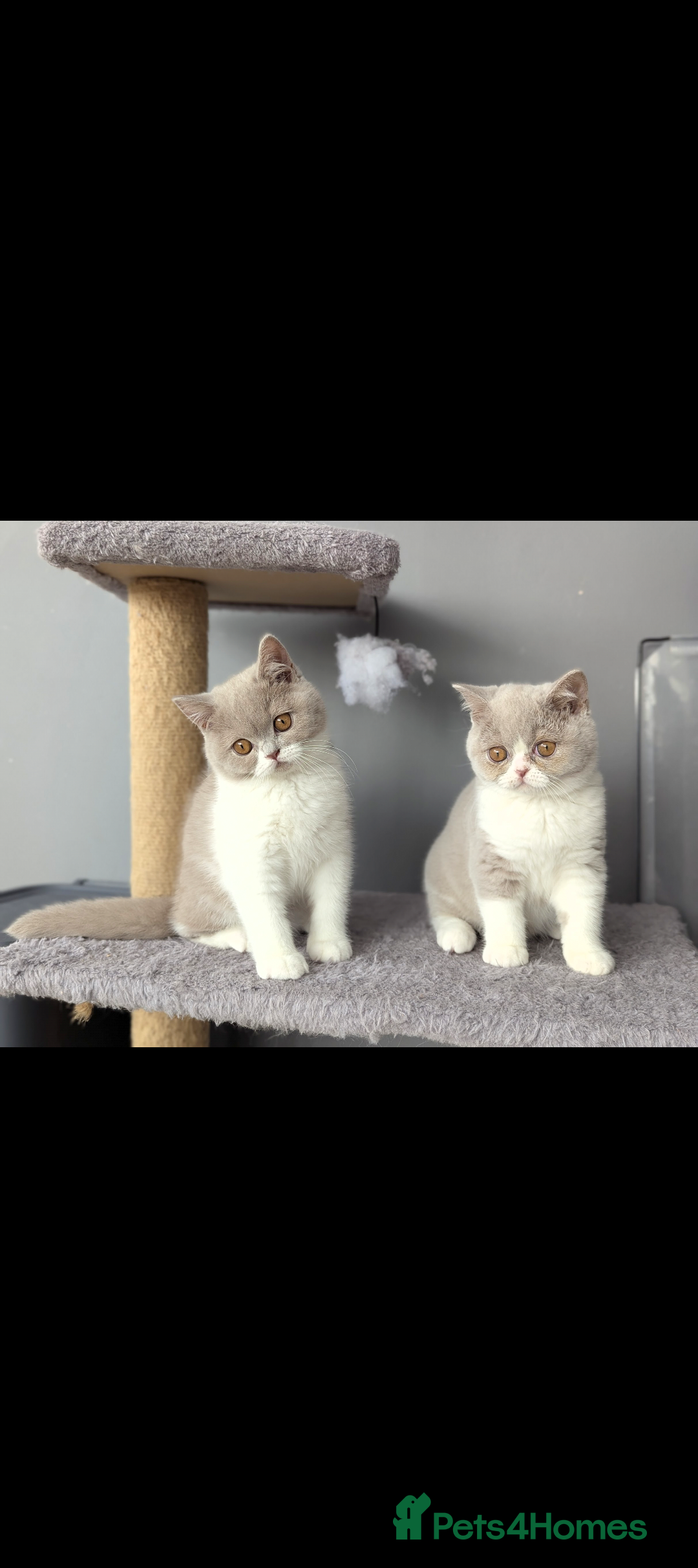 British Shorthair cats for stud: Champion GCCF British shorthair stud in Derby - Advert 9
