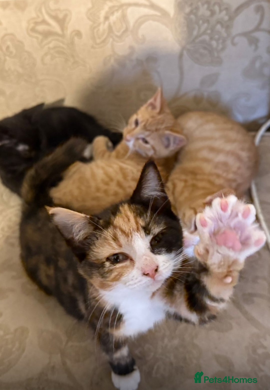 Domestic Shorthair cats for sale: Lovely Litter of Kittens - Image 2