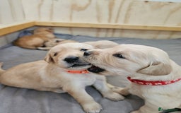 Golden Retriever dogs for sale: Gorgeous KC registered golden retriever puppys - Image 6