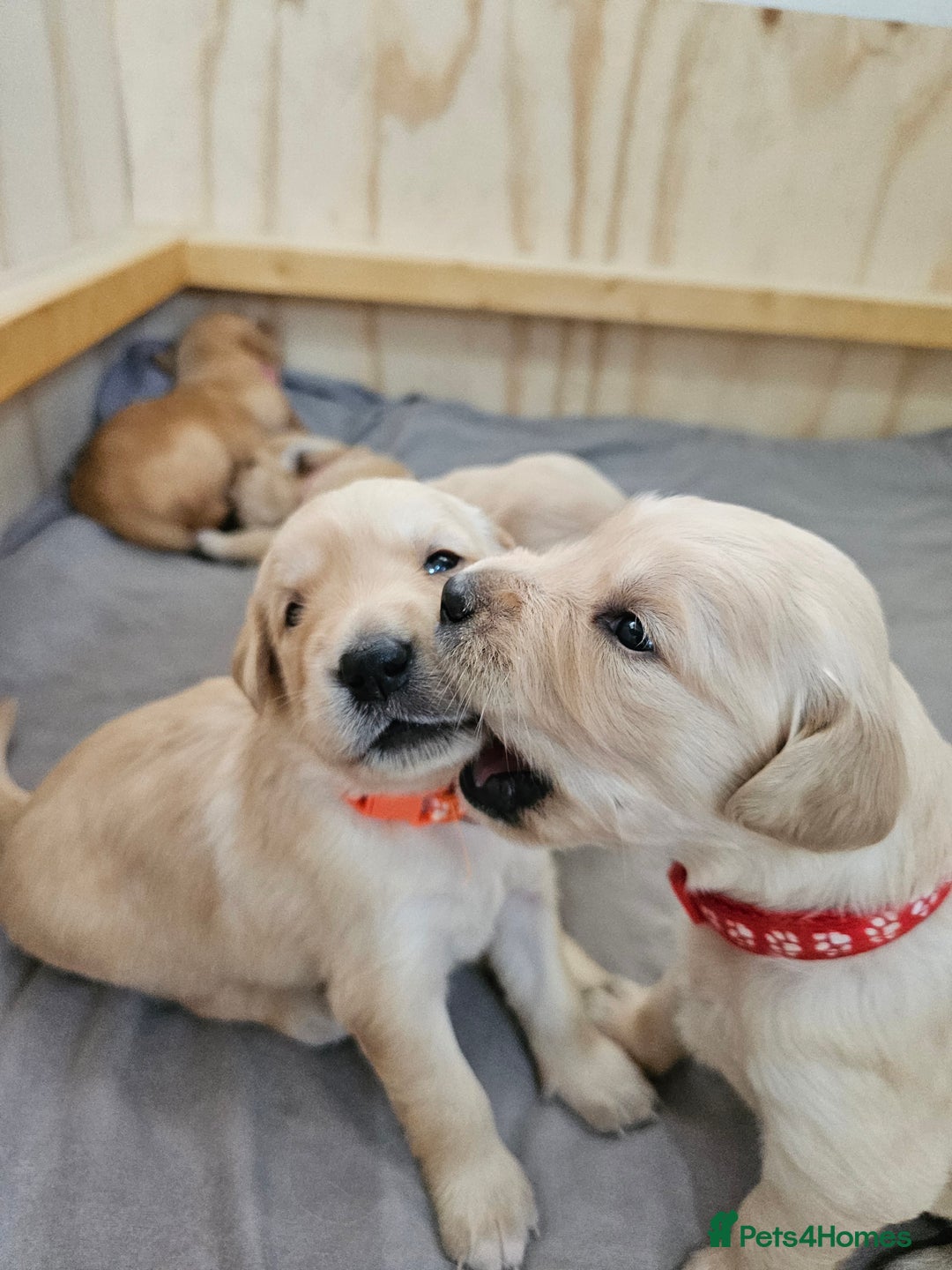 Golden Retriever dogs for sale: Gorgeous KC registered golden retriever puppys - Image 6