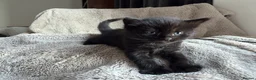 Mixed Breed cats for sale: Little ones - Advert 2