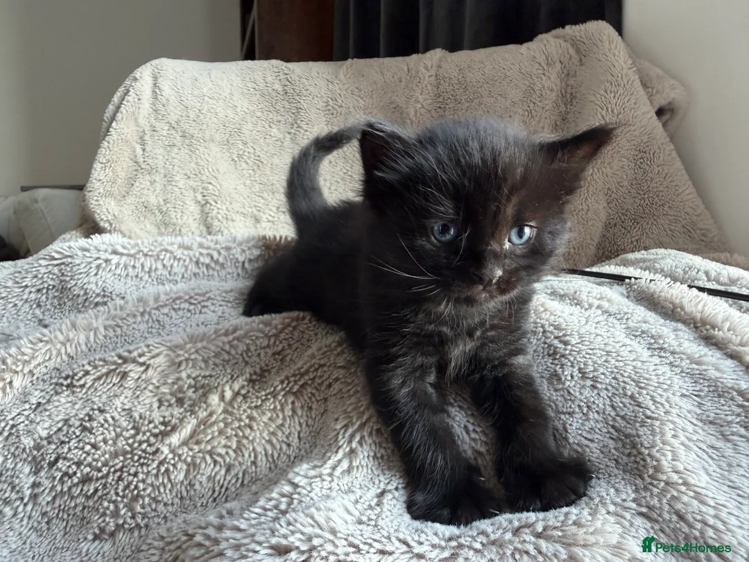 Mixed Breed cats for sale: Little ones - Advert 2