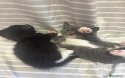 Mixed Breed cats for sale: Adorable 5-Week-Old Kittens Ready to Reserve - Image 9