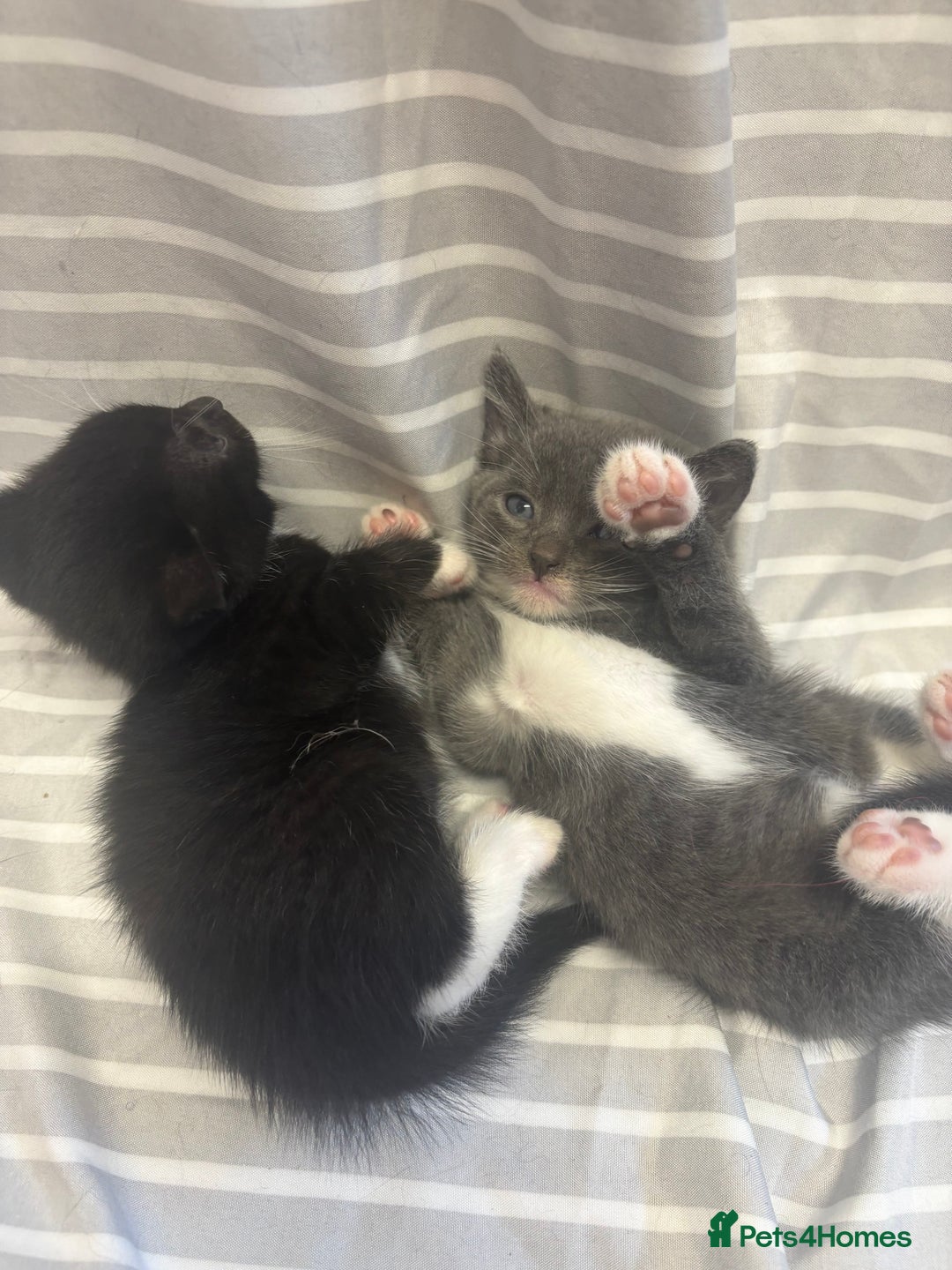 Mixed Breed cats for sale: Adorable 5-Week-Old Kittens Ready to Reserve - Image 9