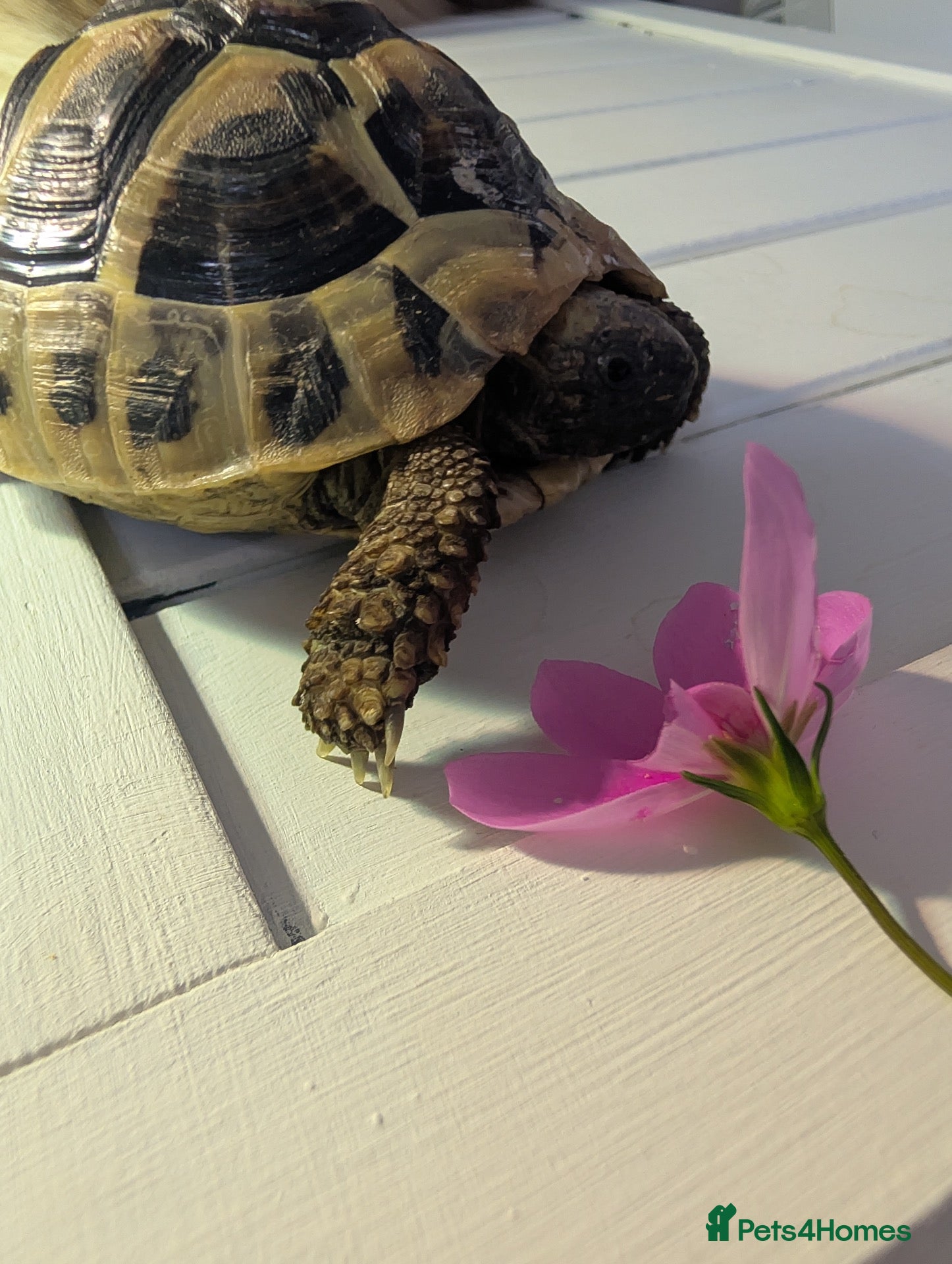 Hermann Tortoise reptiles Herman tortoise - Advert 1