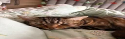 Mixed Breed cats for sale: Bengal mix sisters  in Harrogate - Advert 4