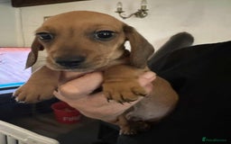 Miniature Dachshund dogs for sale: Miniature smooth haired dachshund puppies - Image 23