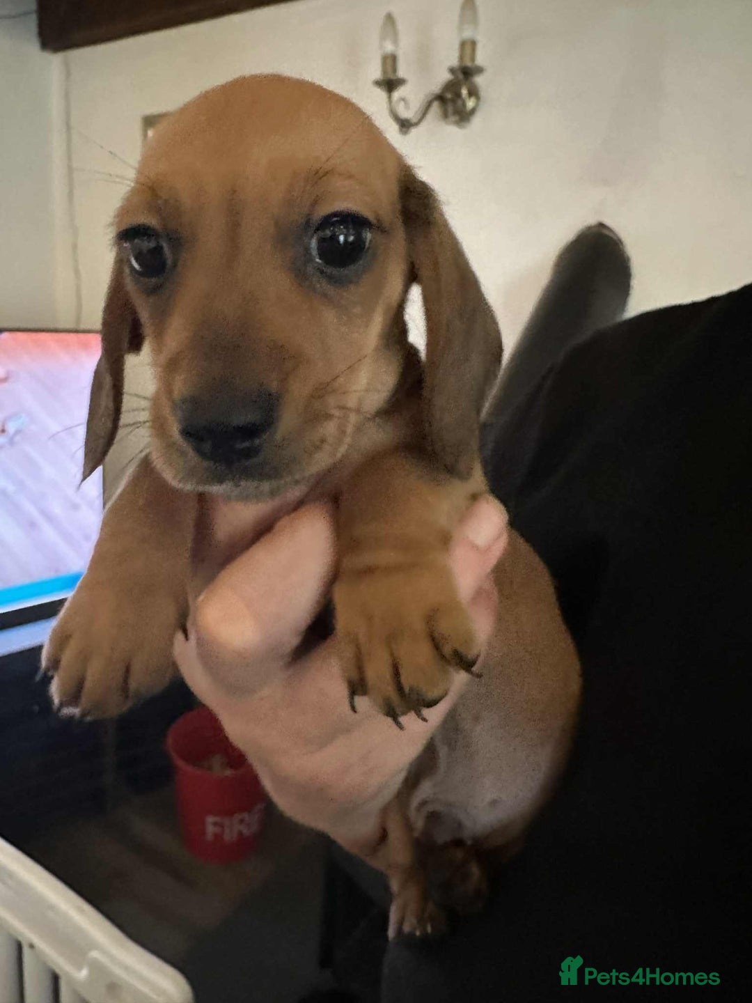 Miniature Dachshund dogs for sale: Miniature smooth haired dachshund puppies - Image 23