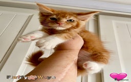 Maine Coon cats for sale: 🐾🦁 *TICA REG* GINGER MAINE COON KITTENS🦁🐾 - Image 13