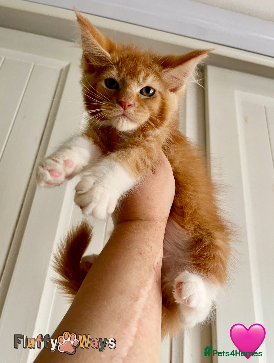 Maine Coon cats for sale: 🐾🦁 *TICA REG* GINGER MAINE COON KITTENS🦁🐾 - Image 13