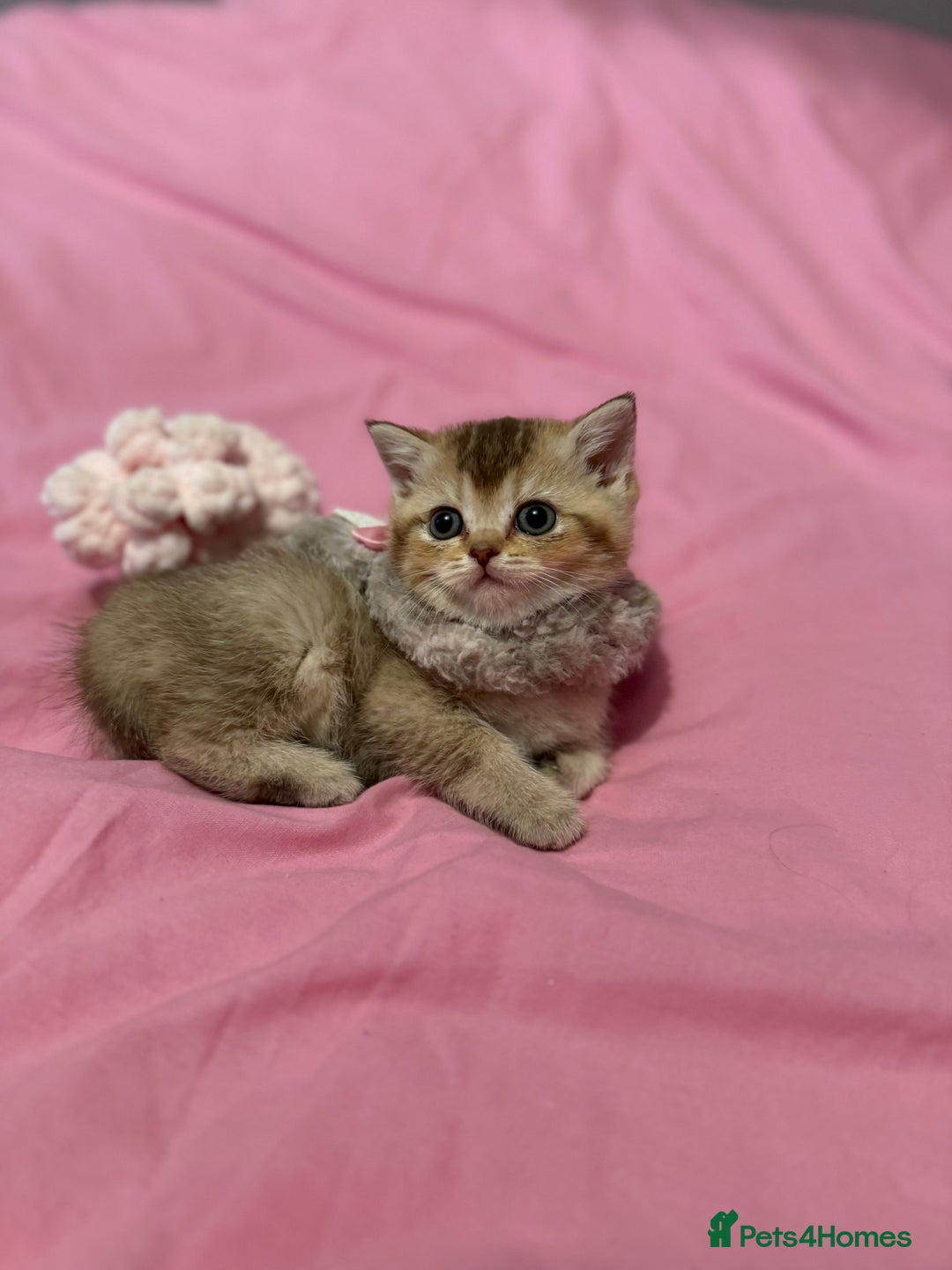 British Shorthair cats for sale: Quality British Shorthair kittens  - Image 11