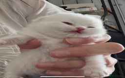 British Shorthair cats for sale: Gorgeous GCCF Ny12 + white kittens  - Image 10
