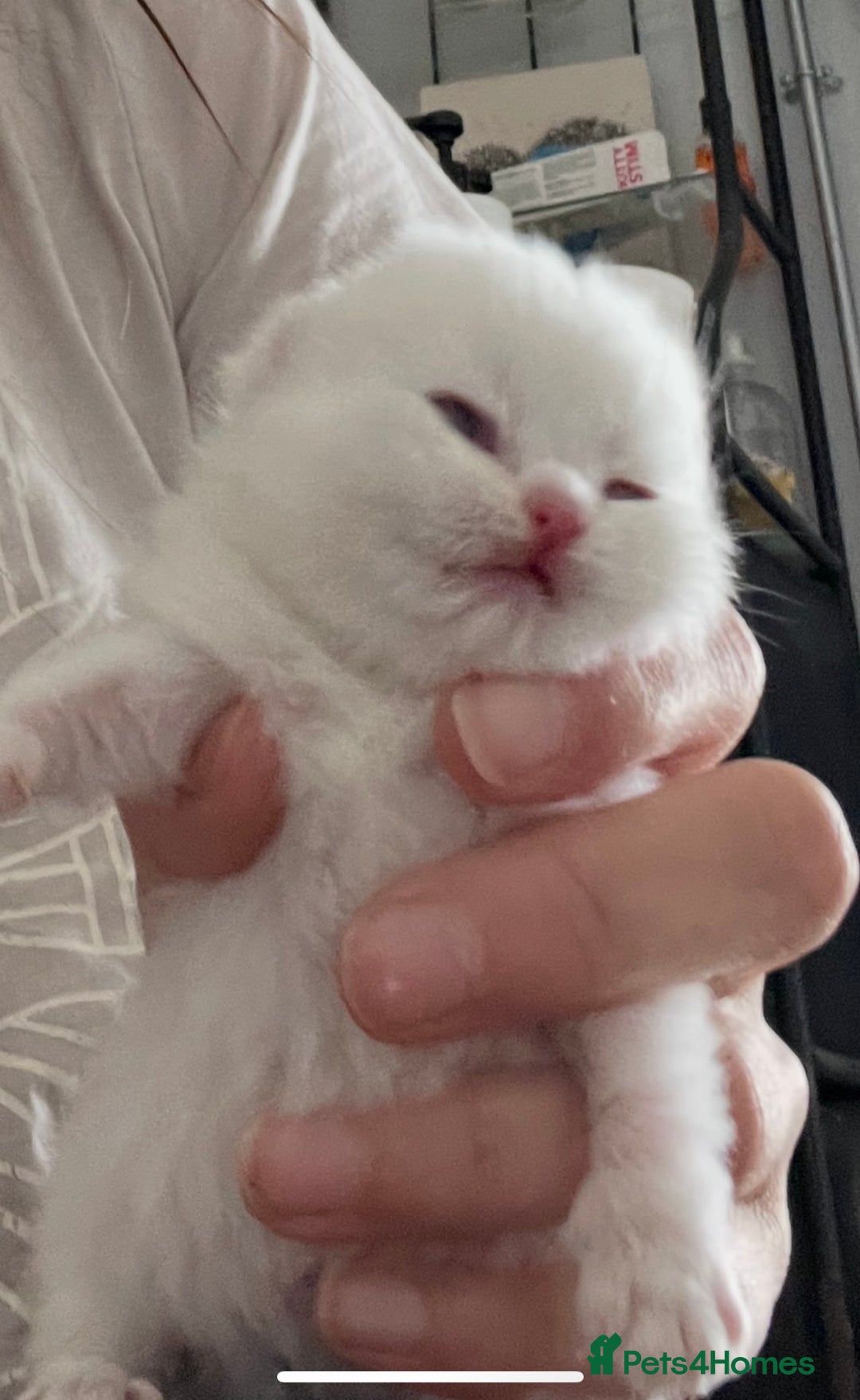British Shorthair cats for sale: Gorgeous GCCF Ny12 + white kittens  - Image 10