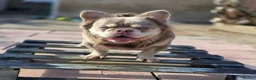French Bulldog dogs for stud: MR COMPACTABULL  - Advert 2