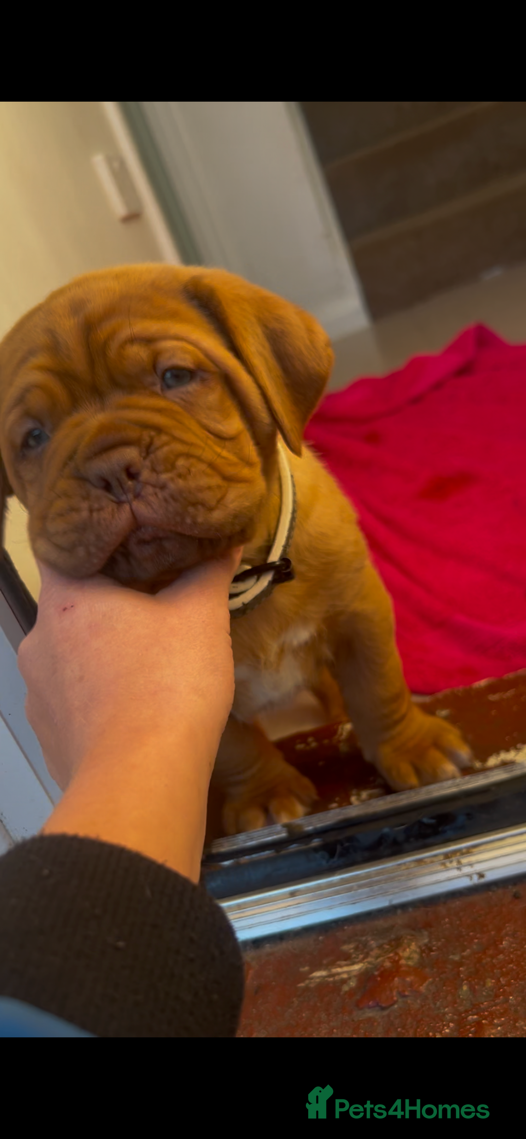 Dogue De Bordeaux dogs for sale: 2 BITCHES!LEFTFULL PEDIGREE 🦁 dogue de Bordeaux  - Advert 12
