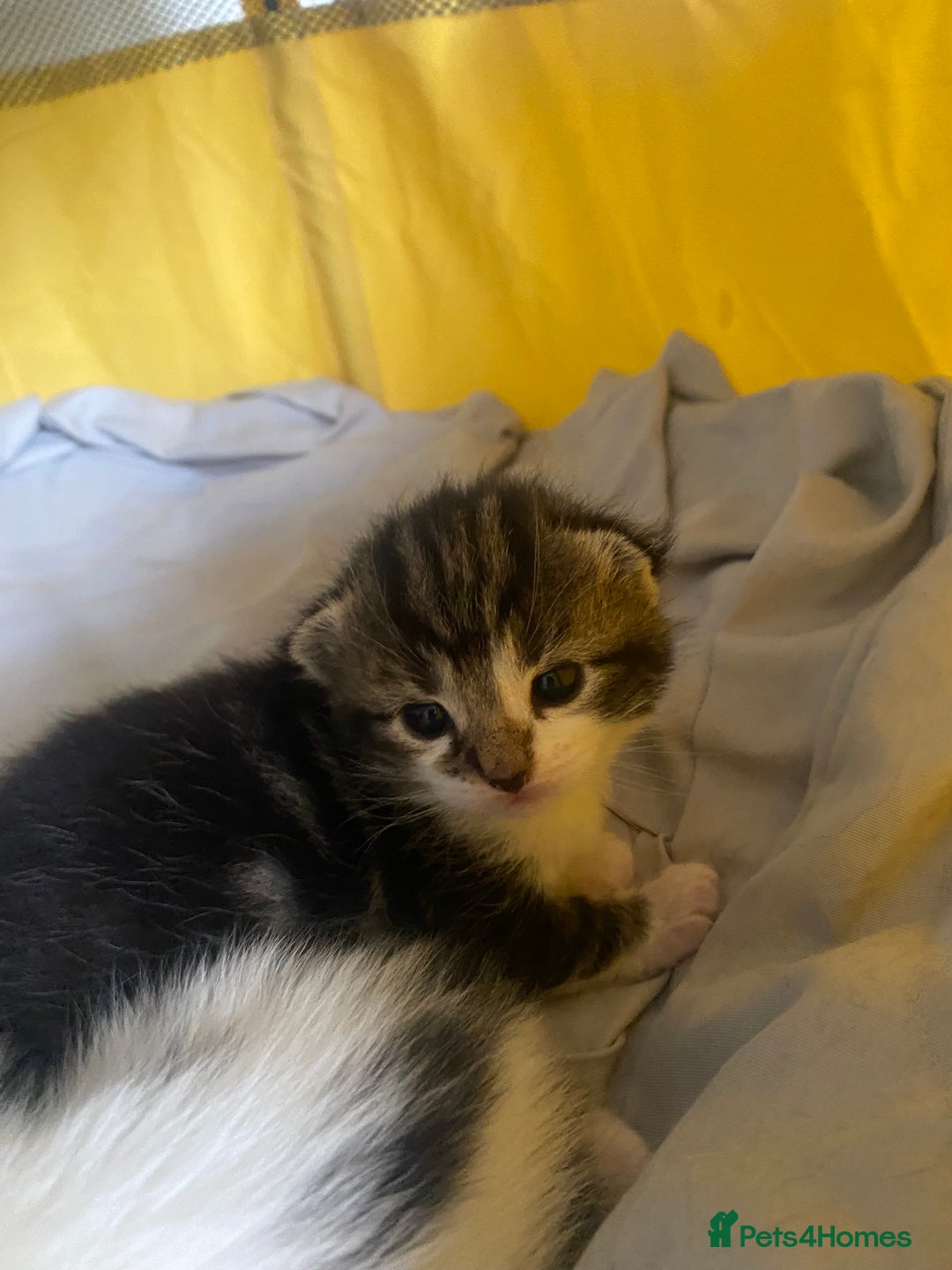 British Shorthair cats for sale: 4 kittens for sale  - Image 20