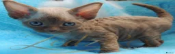 Devon Rex cats for sale: Beautiful Devon Rex Kittens For Sale - Advert 5