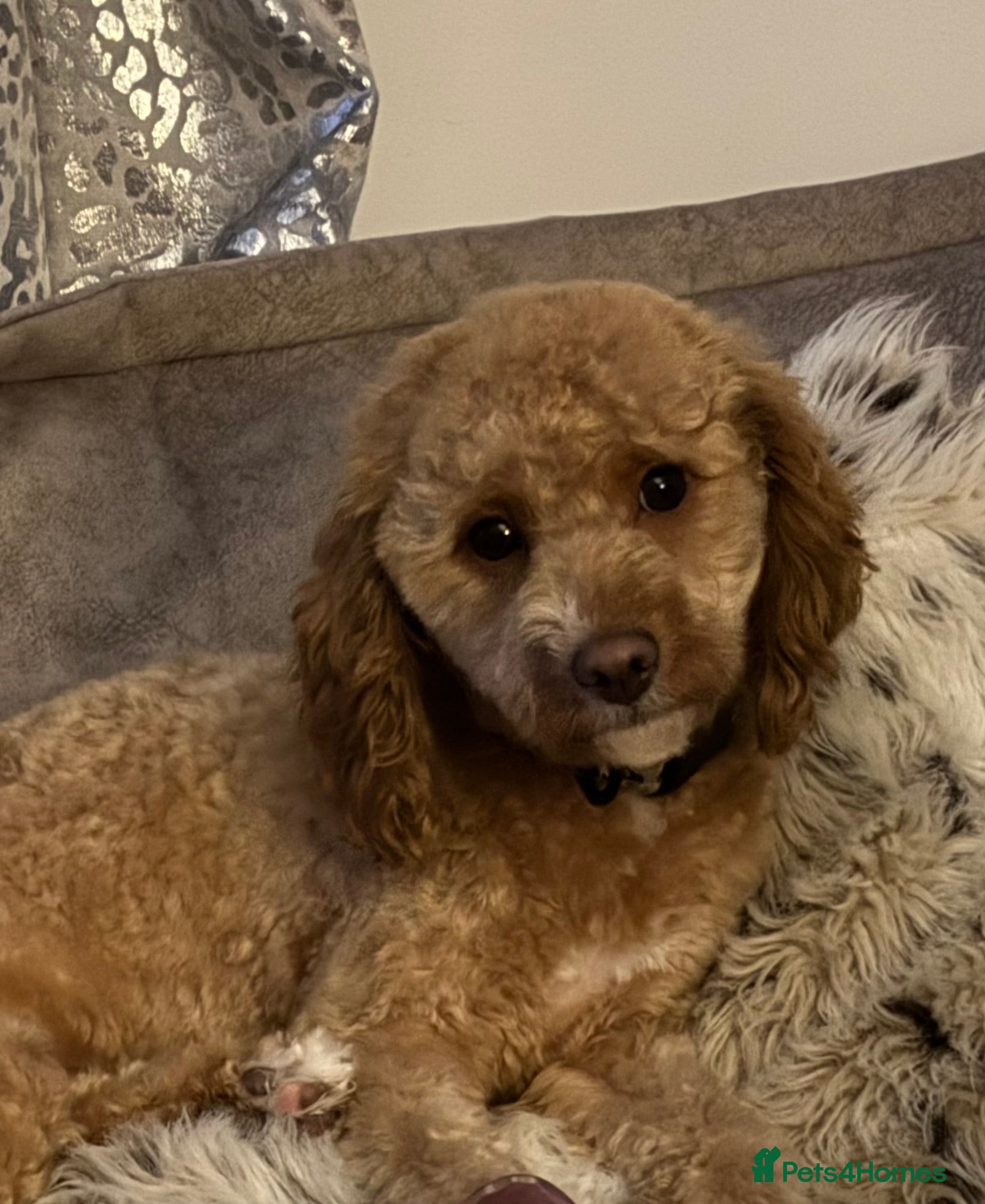 Cavapoo dogs Honey the Cavapoo - Advert 7