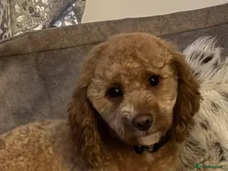 Cavapoo dogs Honey the Cavapoo - Advert 3