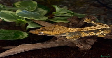 Gecko reptiles - Advert 6
