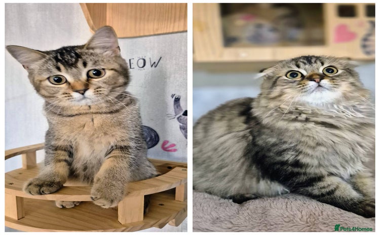 Scottish Fold cats - Advert 5