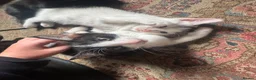 Mixed Breed cats for sale: Mixed kitten litter  - Advert 5