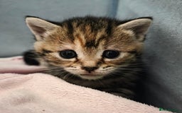 Mixed Breed cats for sale: Kittens - Mixed Breed  - Image 6