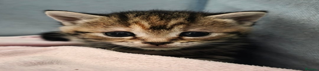 Mixed Breed Kitten 3