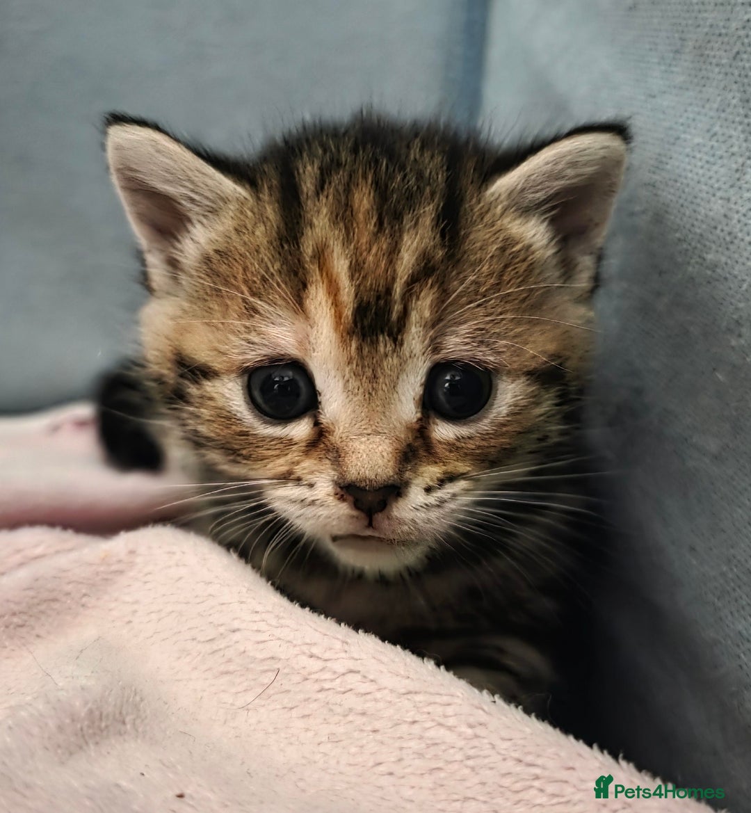 Mixed Breed cats for sale: Kittens - Mixed Breed  - Image 6