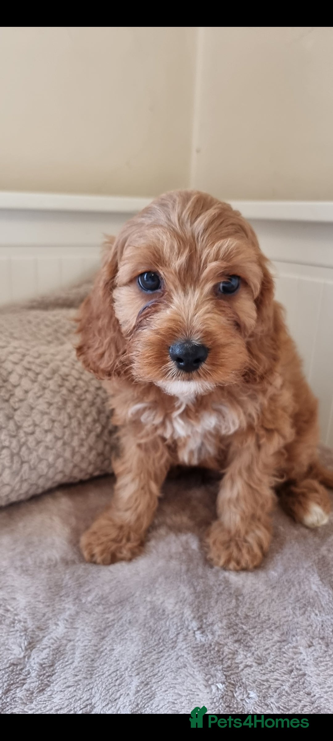 Cavapoo dogs for sale: Gorgeous Cavapoos ready for the perfect home 💖🏡 - Image 7