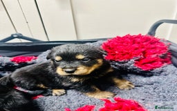 Rottweiler dogs for sale: Stunning Rottweiler puppies 🐶  - Image 3