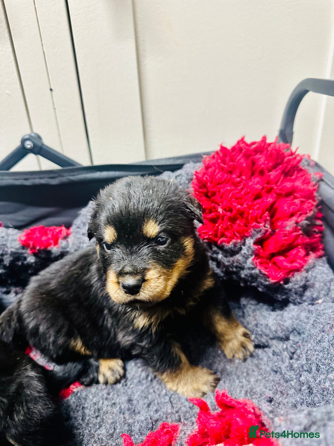 Rottweiler dogs for sale: Stunning Rottweiler puppies 🐶  - Image 3