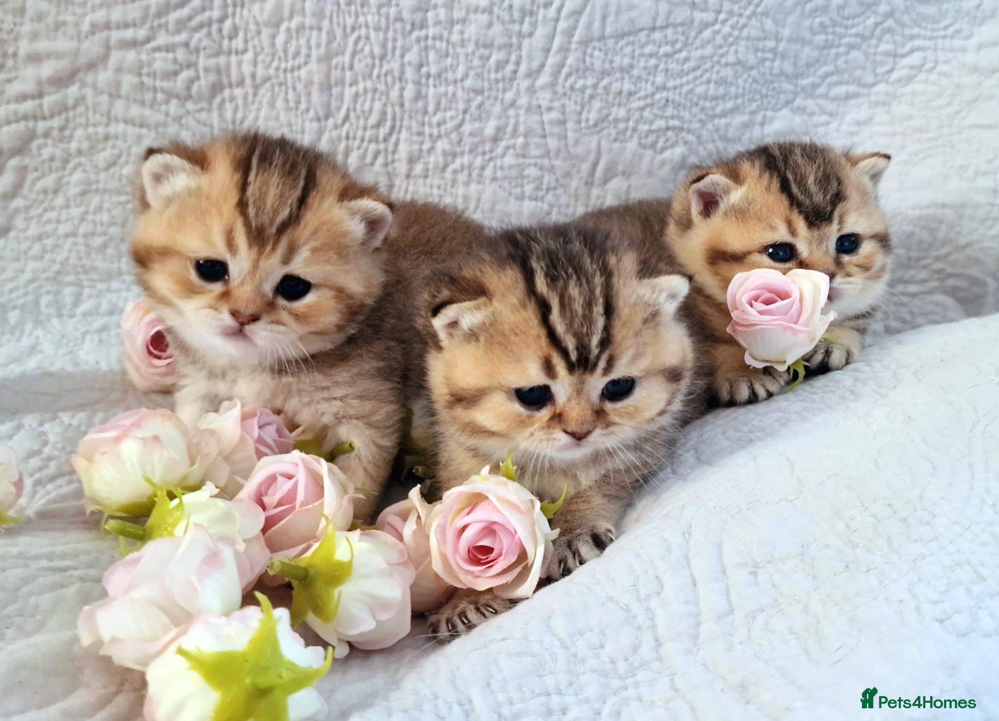 British Shorthair cats 🧡 GOLDEN BSH KITTENS 🧡 - Advert 1