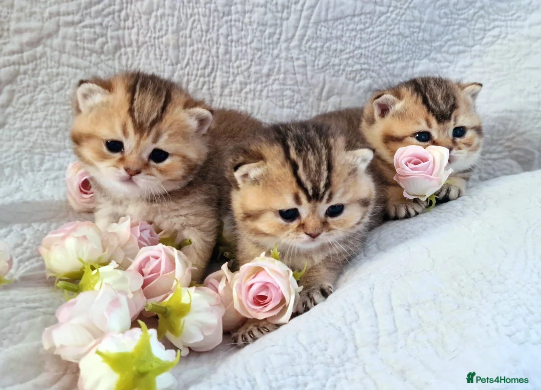 British Shorthair cats for sale: 🧡 GOLDEN BSH KITTENS 🧡 - Advert 1